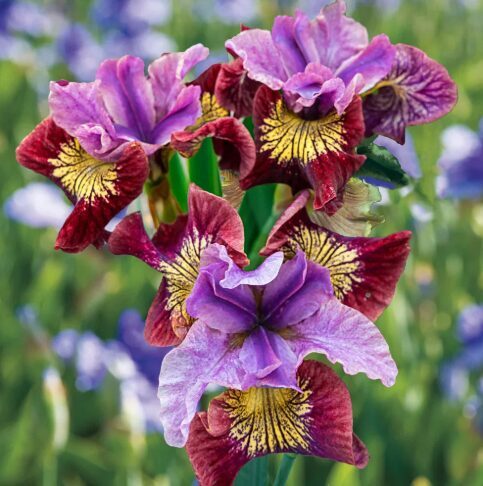 Sibīrijas īriss 'Miss Apple'  (pieejams no jūnija)